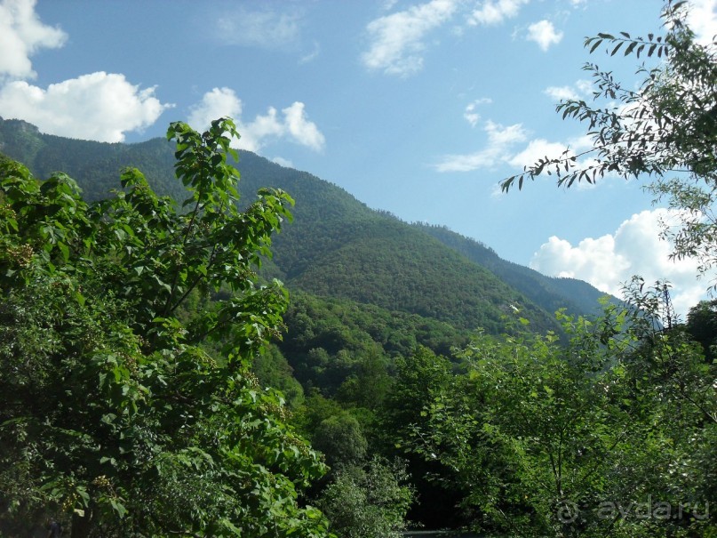 фото Самшитовая роща