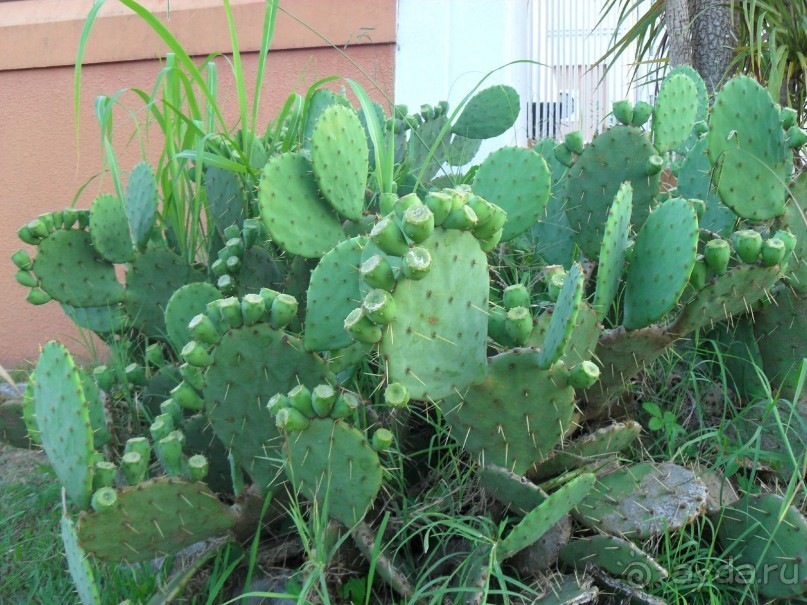 фото Самшитовая роща