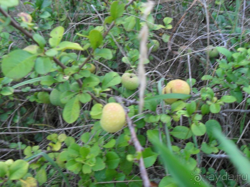 фото Самшитовая роща