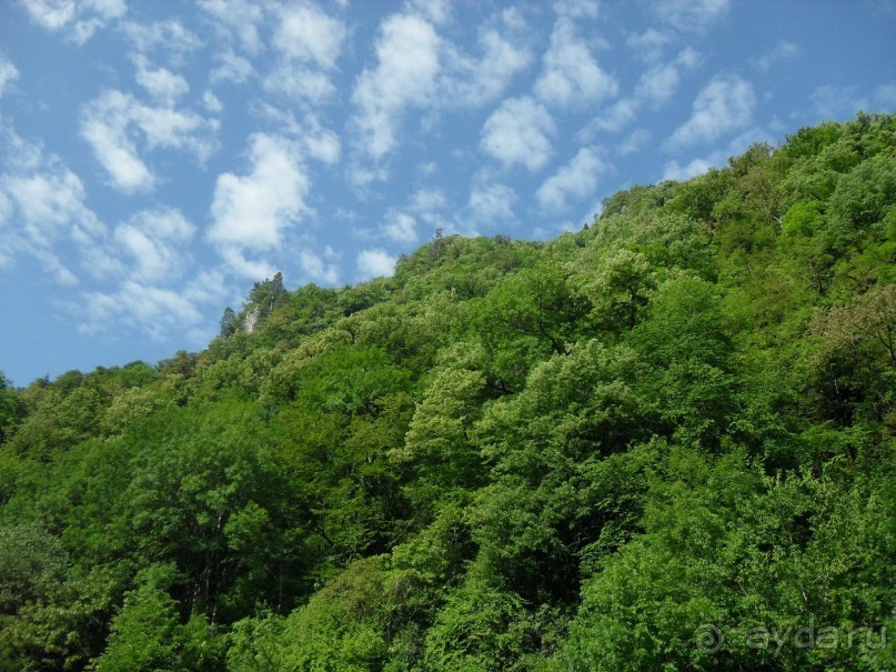 фото Самшитовая роща