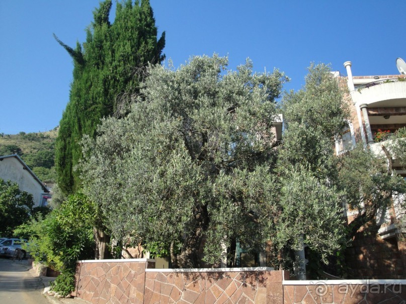 фото Villa Levantin