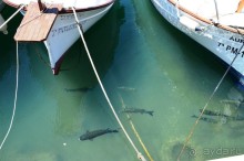 Такие "лошади" плавают в порту де Сольер, и никто их не ловит аааааа... В следующий раз приеду с удочкой))