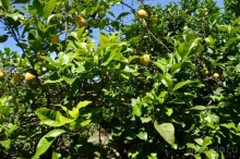 Это свисает прямо в вагоны поезда!!!!!