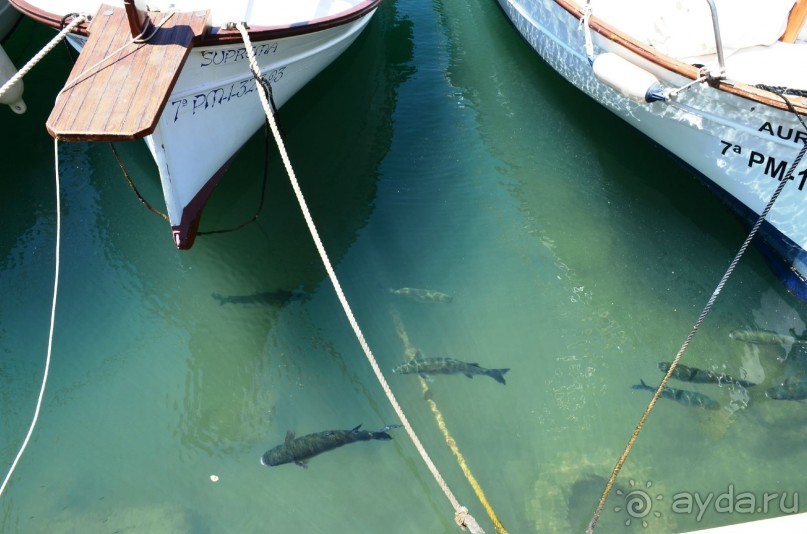 Такие "лошади" плавают в порту де Сольер, и никто их не ловит аааааа... В следующий раз приеду с удочкой))