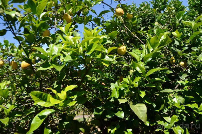 Это свисает прямо в вагоны поезда!!!!!