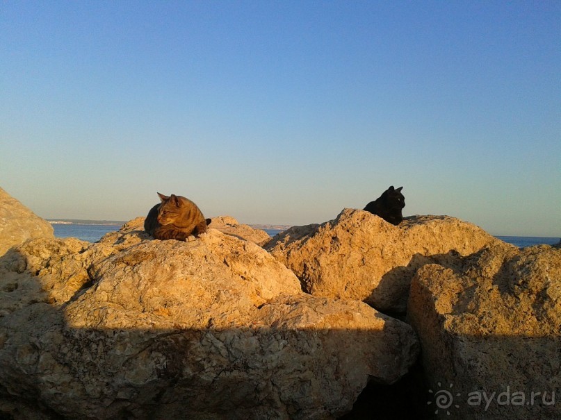 Местная фауна