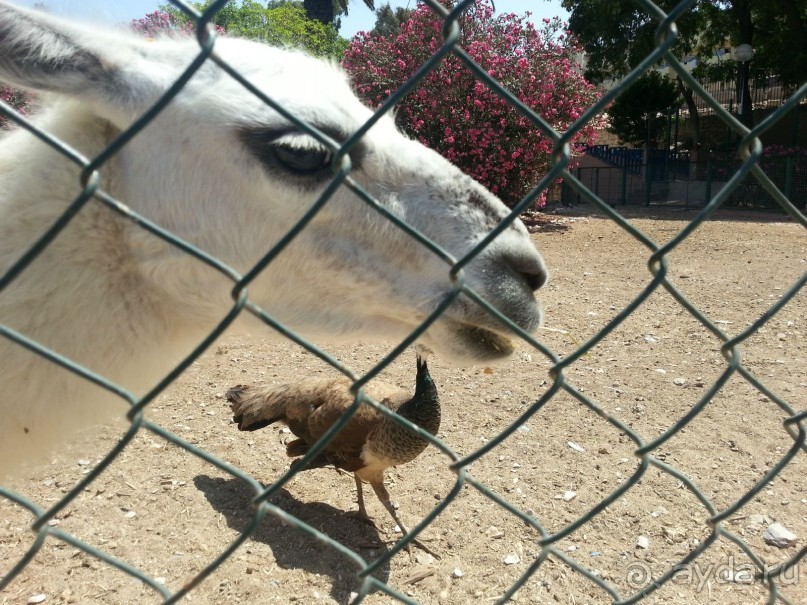 Отзыв об отдыхе в Марокко (отель Riu Tikida Beach)