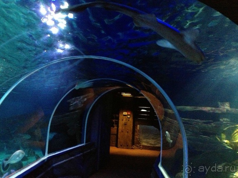 Альбом отзыва "Мы объездили уже почти всю Европу!"