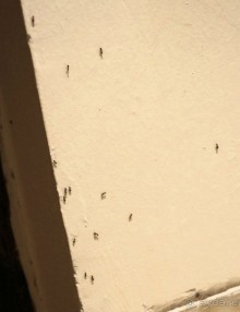 треха и не более