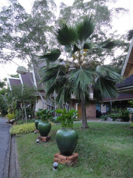 фото Krabi Resort