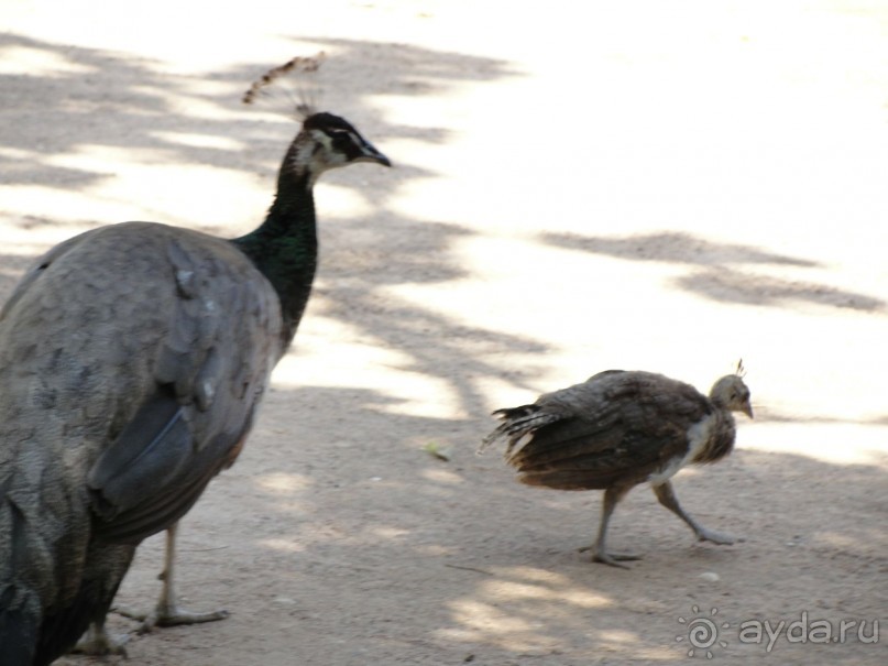 Выгуливаем малышню