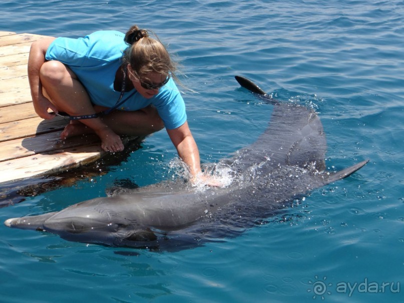 Ласку любят все