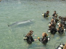 Дельфины зовут к себе водолазов