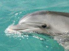 Крупным планом