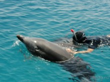 Плавание с дельфинами