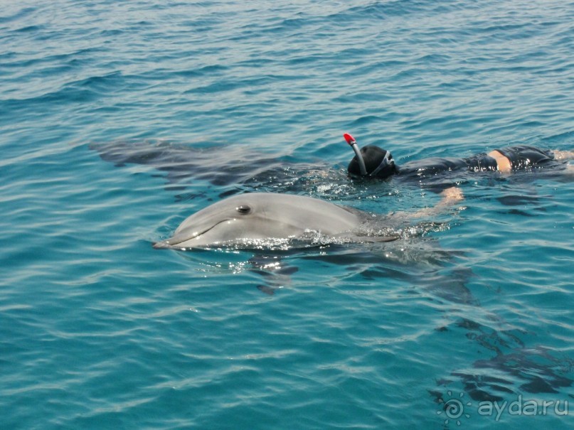 Плавание с дельфинами