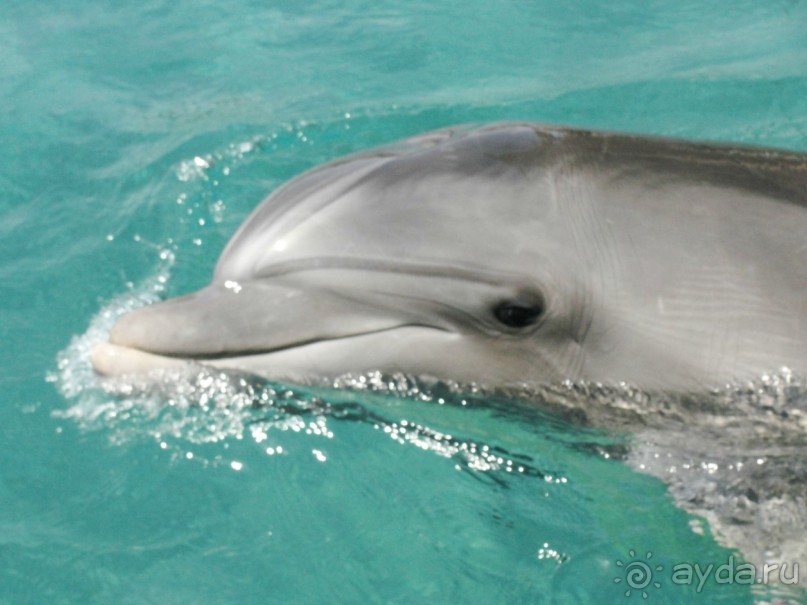 Крупным планом