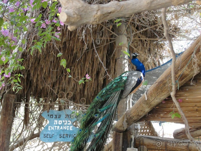 Павлины - законные жители дельфинария