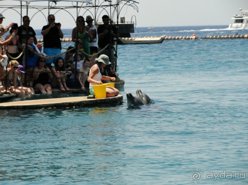 Кормление дельфинов