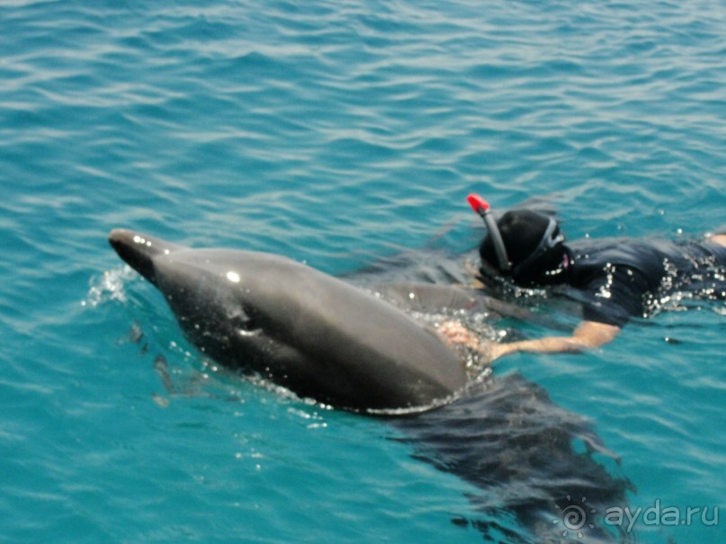 Плавание с дельфинами