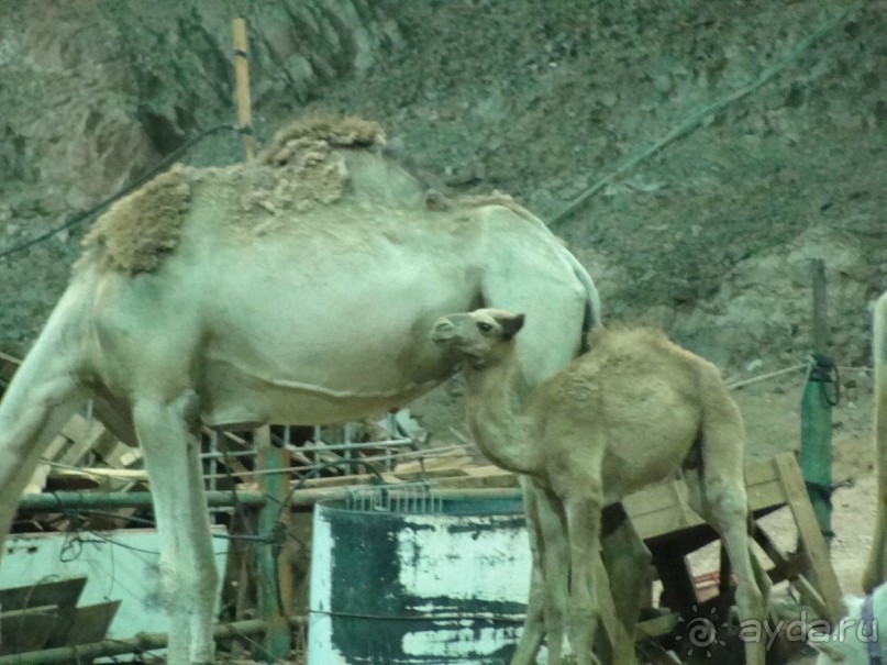Эйлат. Канатный парк на верблюжьем ранчо.