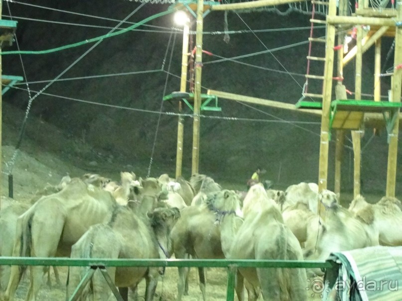 Эйлат. Канатный парк на верблюжьем ранчо.