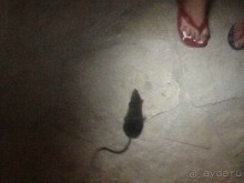 САМЫЙ БЕЗОБРАЗНЫЙ И УЖАСНЫЙ ОТДЫХ В МОЕЙ ЖИЗНИ с  постоянным запахом канализации.