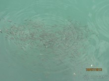 фото Самшитовая роща