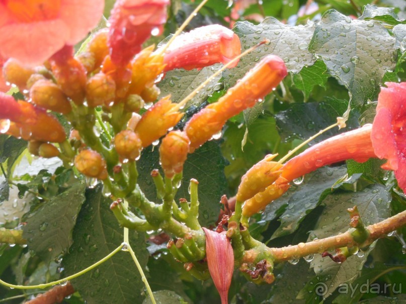 фото Золотой клен