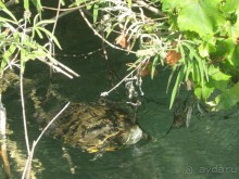 Озеро Курнас