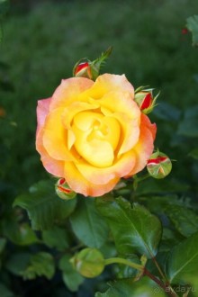 Блаженство!