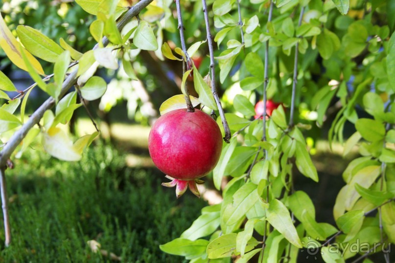 Блаженство!
