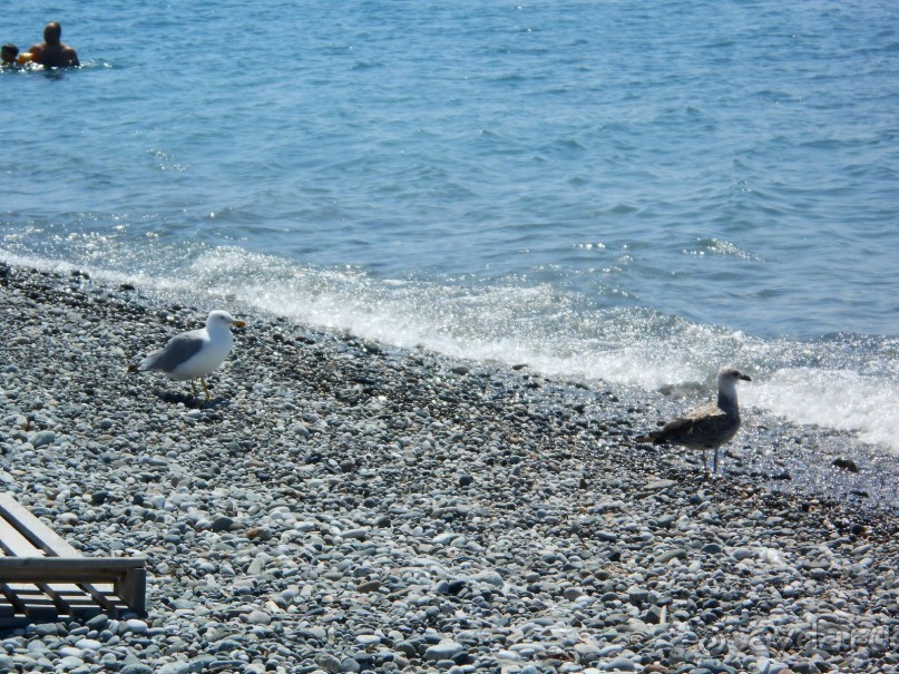 Любимая "Самшитовая роща"