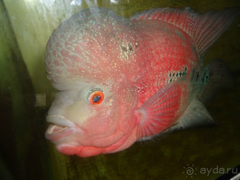 Очень удобен для активного отдыха