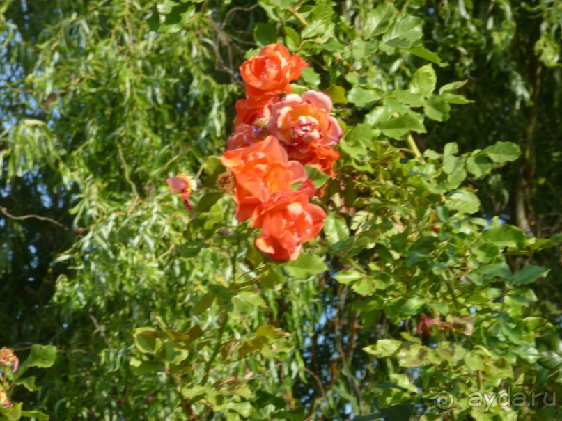 фото Лагуна Гарден