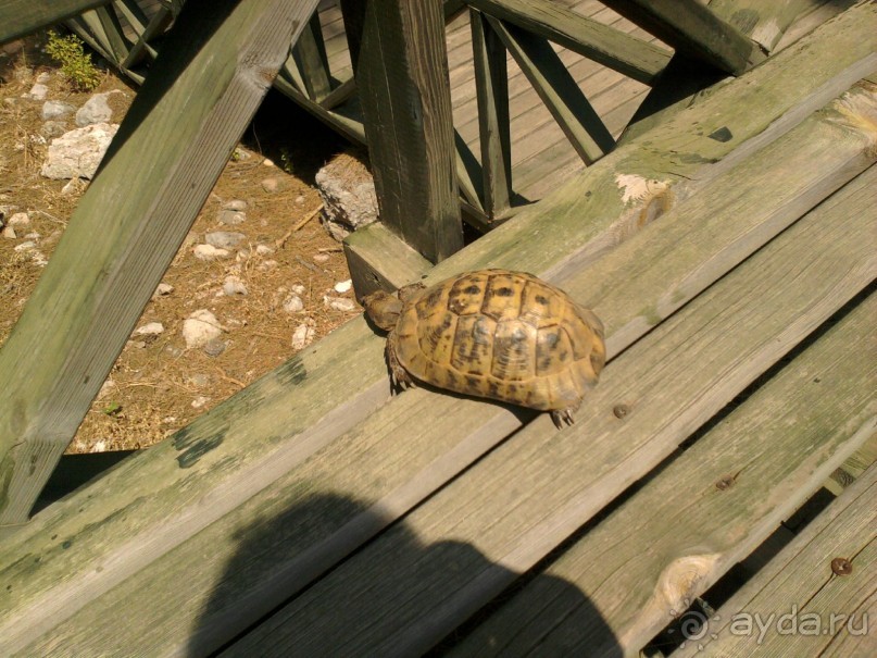 Альбом отзыва 