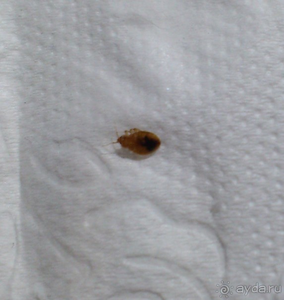 Парижский кошмар 