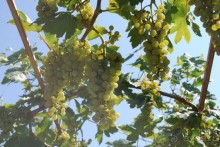 фото Частный пансионат "Юркино"