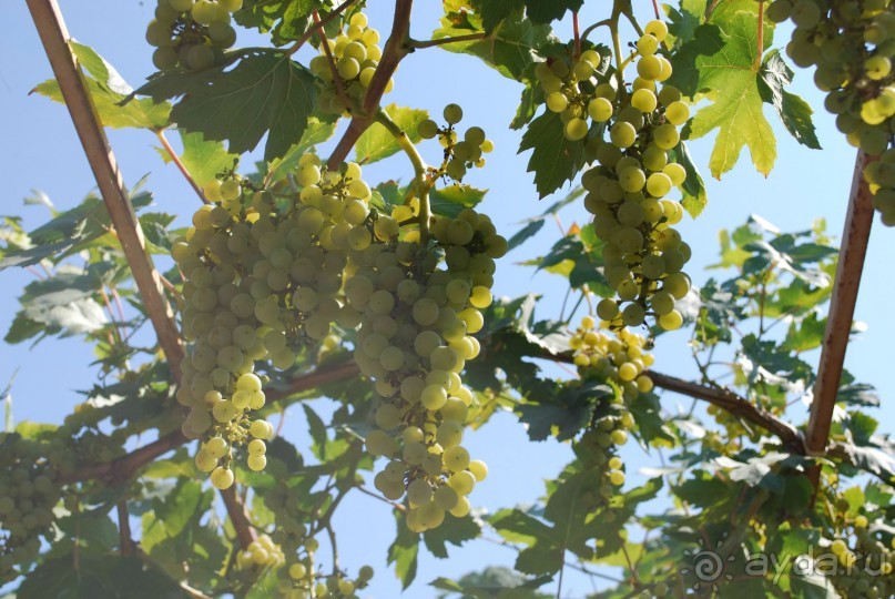 Очень хорошо!