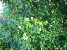 отдых в Ботово