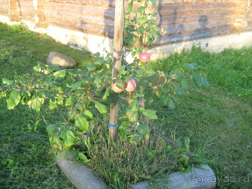 отдых в Ботово