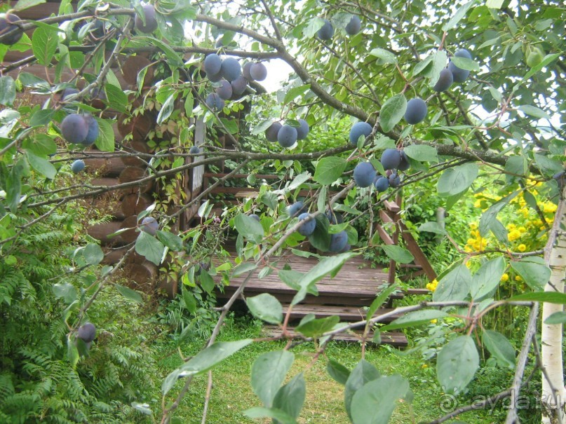 отдых в Ботово