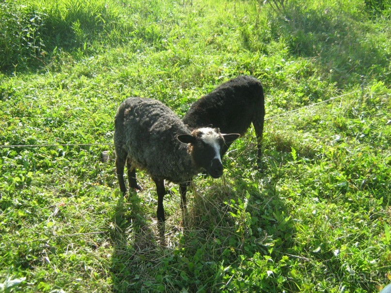 отличное место для тех кто хочет отдохнуть от городской суеты