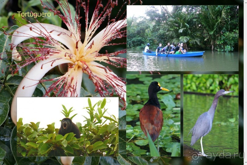 Альбом отзыва "Отзыв о путешествии в К.Р."