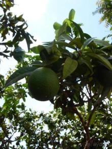 Прелестно...