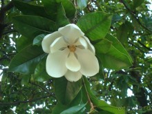 Магнолия