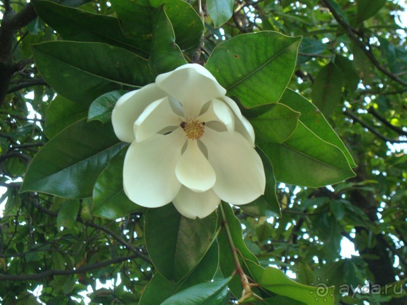 Магнолия
