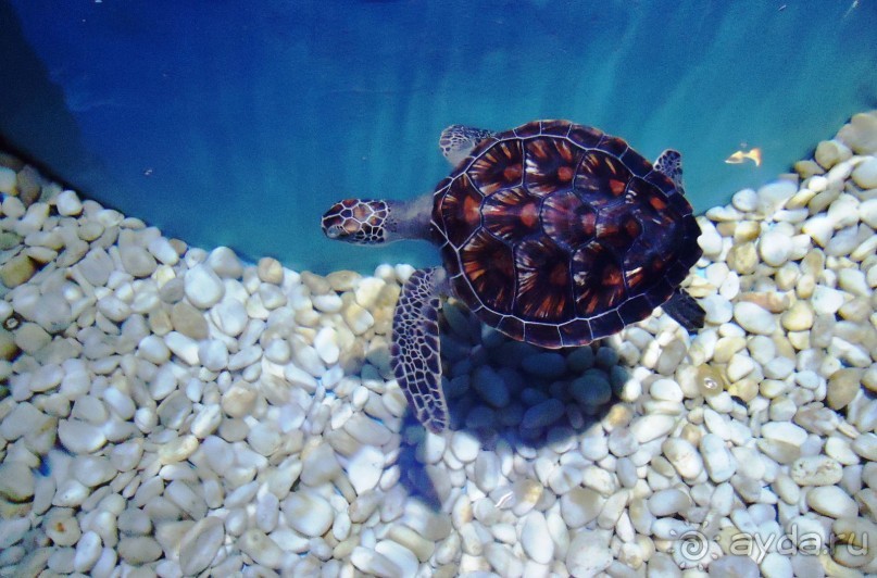 и снова Вьетнам...