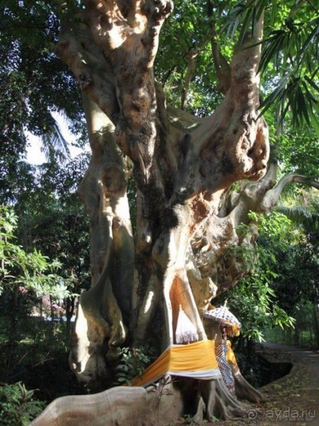 Запрятанный райский уголок Bondalem Beach Club