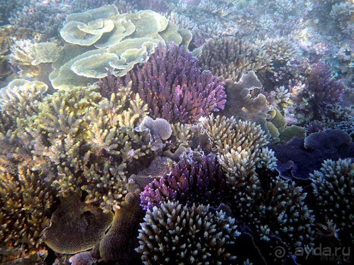 Запрятанный райский уголок Bondalem Beach Club